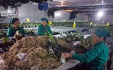 Đoàn đại biểu cấp cao Triều Tiên thăm mô hình trồng hoa lan tại Đan Phượng, Hà Nội